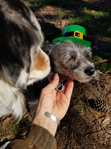 Horseback Riding Service «Long C Trails», reviews and photos, 8959 Hanes Rd, Westmoreland, TN 37186, USA