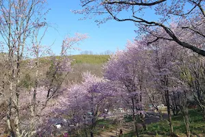 Kotohirasakura Park image
