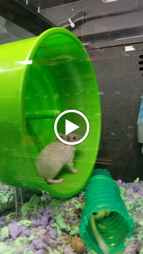 Pet Supply Store «PetSmart», reviews and photos, 421 Commerce Dr, Victor, NY 14564, USA