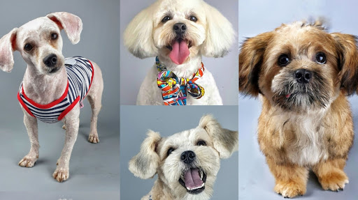 Pawfect Pet Grooming, Plot 826 Ado Ekiti close, Off Emeka Anyaoku St, Garki 2, Abuja, Nigeria, Pet Store, state Federal Capital Territory