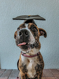 Red Fox Dog Training