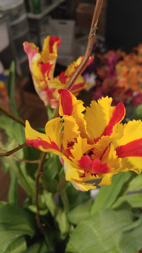 Florist «Platform 322», reviews and photos, 322 W Main St, Lexington, IL 61753, USA