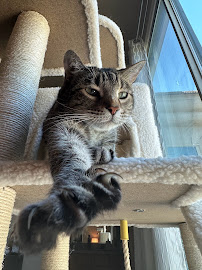 Cactus Critters Pet Care, LLC - Photo 2 - Car repair in , Mesa