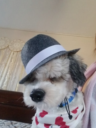 Pet Supply Store «Petco Animal Supplies», reviews and photos, 29560 W Seven Mile Rd, Livonia, MI 48152, USA