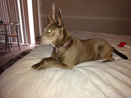 Pet Supply Store «Pet Supermarket», reviews and photos, 608 Montgomery Hwy, Vestavia Hills, AL 35216, USA