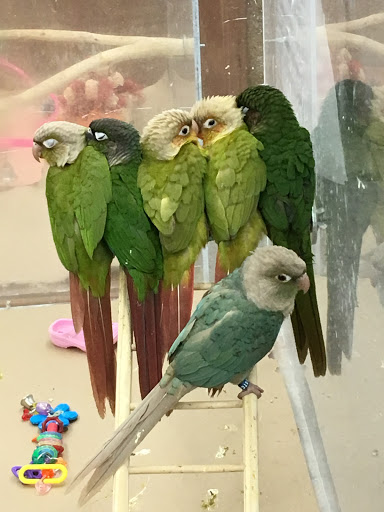 Bird Shop «Paterson Bird Store», reviews and photos, 13 Furler St # 1, Totowa, NJ 07512, USA