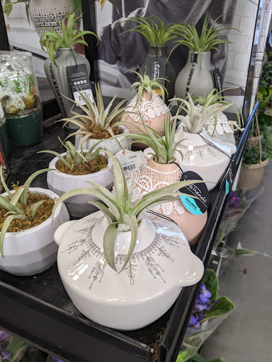 Marshalls image