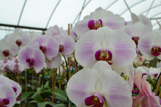 Florist «Dr Delphinium Flower & Orchid House», reviews and photos, 513 W Campbell Rd, Richardson, TX 75080, USA