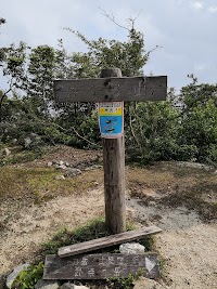 タンヤマの頭