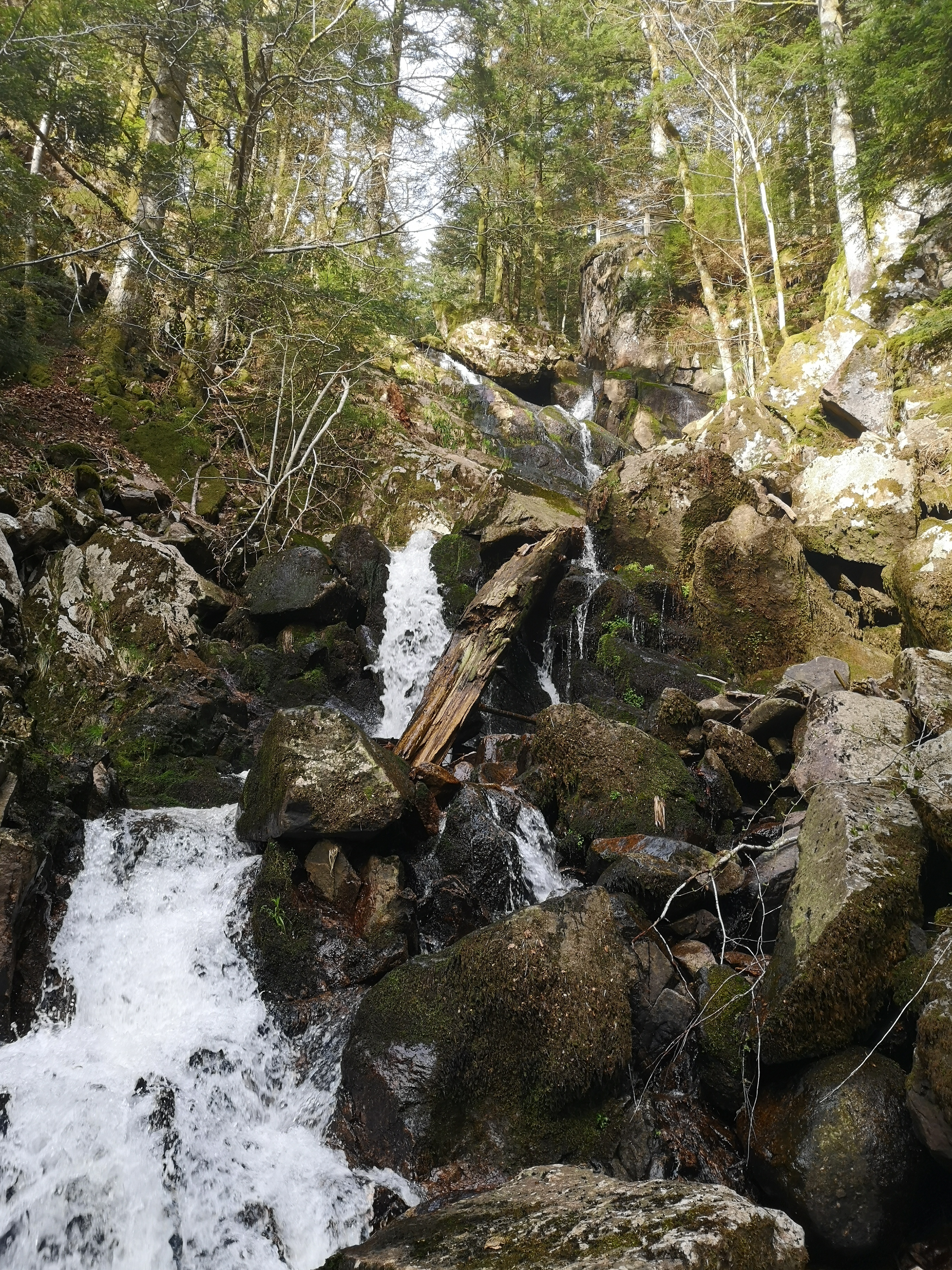 Photo n° 3 de l'avis de fleurent.i fait le 18/05/2019 à 22:07