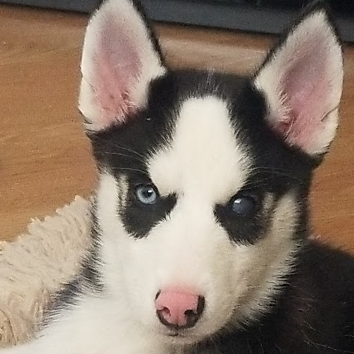 Pet Supply Store «Pet Supplies Plus», reviews and photos, 220 Market Dr, Elyria, OH 44035, USA