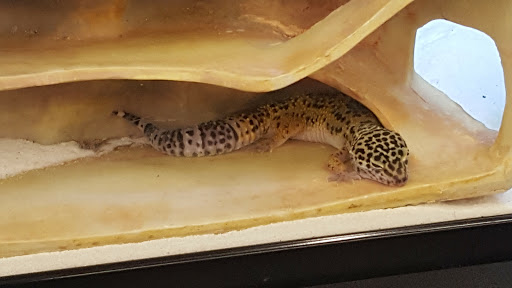 Pet Supply Store «Petco Animal Supplies», reviews and photos, 4012 W 27th Ave, Kennewick, WA 99337, USA