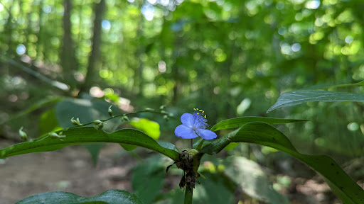 National Forest «Hoosier National Forest», reviews and photos, 811 Constitution Ave, Bedford, IN 47421, USA