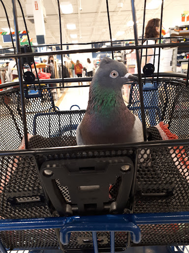 Department Store «Marshalls», reviews and photos, 120 Grand Hill Pl, Holly Springs, NC 27540, USA