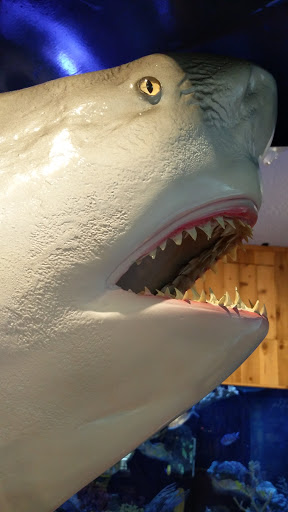 Aquarium «The River Center», reviews and photos, 805 US-1, Jupiter, FL 33477, USA