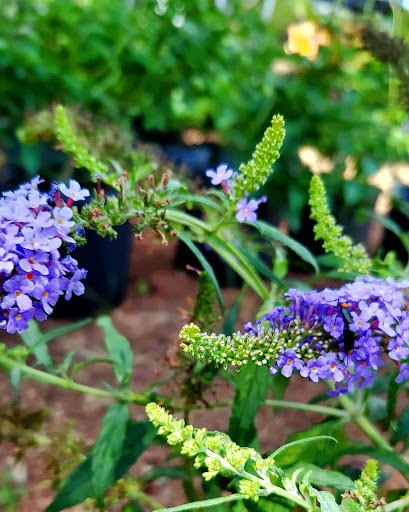 Produce Market «Crossroads Produce», reviews and photos, 10463-10487 S County Rd 39, Lithia, FL 33547, USA