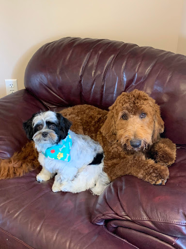 Pet Groomer «Delaware Pet Stuff», reviews and photos, 435 Dunlap St, Delaware, OH 43015, USA