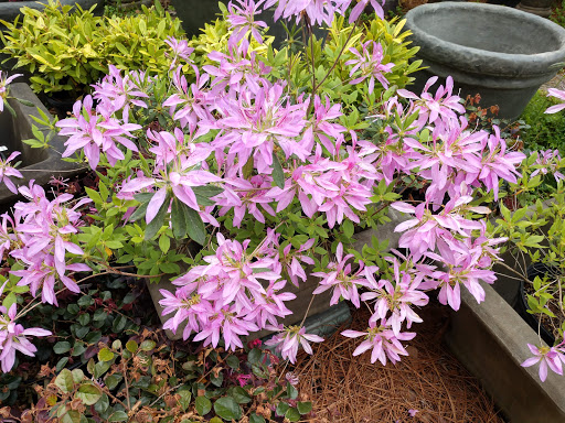 Garden Center «Goodness Grows», reviews and photos, 332 Elberton Rd, Lexington, GA 30648, USA