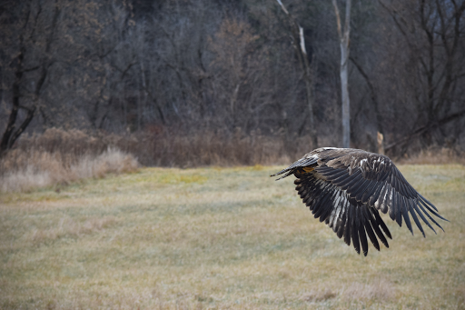 Environmental Organization «VINS Nature Center», reviews and photos, 6565 Woodstock Rd, Quechee, VT 05059, USA
