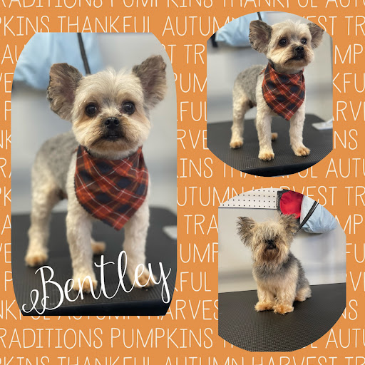 Barks & Bubbles Pet Salon