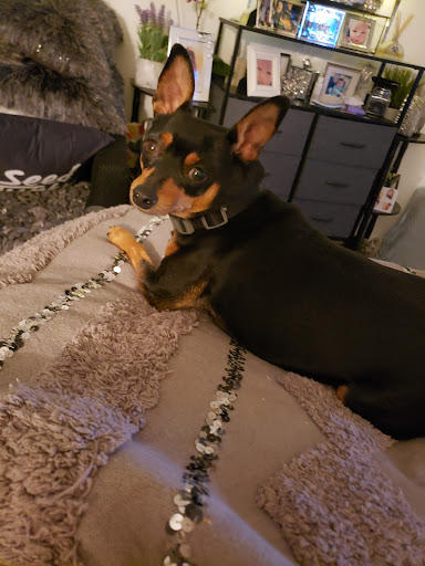 Pet Supply Store «PetSmart», reviews and photos, 19320 Nordhoff Way, Northridge, CA 91324, USA