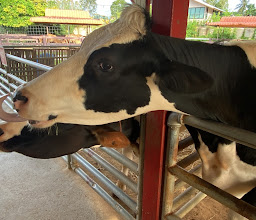 PATTAYA SHEEP FARM photo