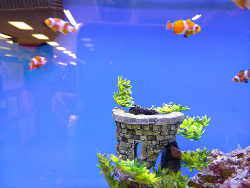 Pet Supply Store «Petco Animal Supplies», reviews and photos, 901 W Indiantown Rd #30, Jupiter, FL 33458, USA