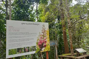 Chompoo Phuka Tree image