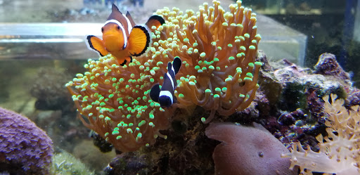 Pet Store «Aqua-Holics», reviews and photos, 2154 Central Florida Pkwy, Orlando, FL 32837, USA