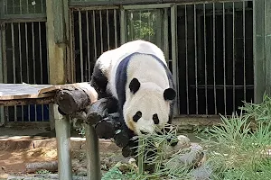 Fuzhou Panda World image