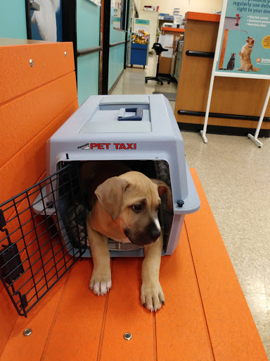 Pet Supply Store «PetSmart», reviews and photos, 2500 Posner Blvd, Davenport, FL 33837, USA