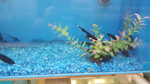Pet Supply Store «Global Aquatics & Pet Supplies», reviews and photos, 1420 S Carlos Ave, Ontario, CA 91761, USA