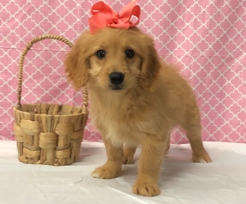 Pet Store «Happiness Is Pets», reviews and photos, 15647 94th Ave, Orland Park, IL 60462, USA