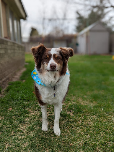 Pet Store «Healthy Pets Mountain West», reviews and photos, 2352 Fort Union Blvd, Cottonwood Heights, UT 84121, USA