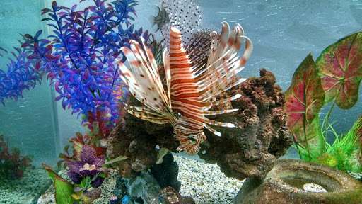 Aquarium «Team ECCO Ocean Center & Aquarium», reviews and photos, 511 N Main St, Hendersonville, NC 28792, USA