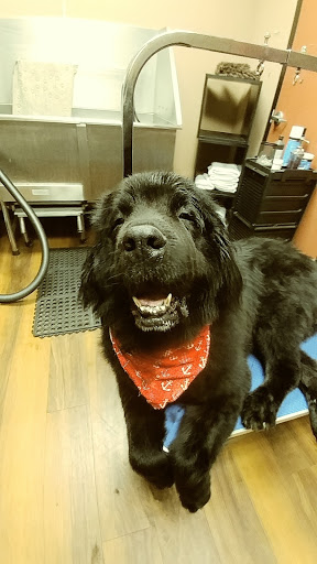 Pet Store «Pet Valu», reviews and photos, 2645 Shillington Rd, Sinking Spring, PA 19608, USA