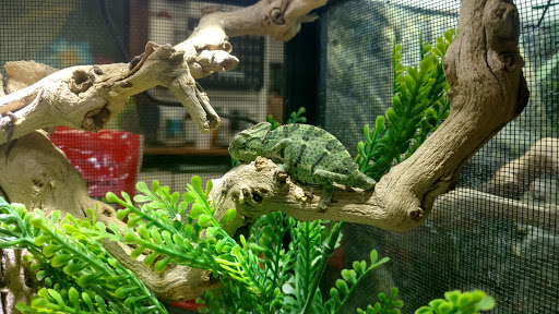 Pet Store «Animal Lovers Pet Shop», reviews and photos, 24028 Vista Montana, Torrance, CA 90505, USA