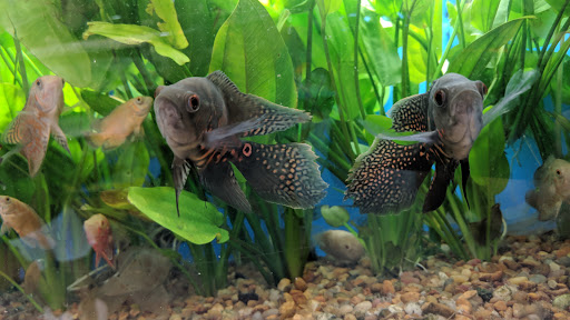 Pet Supply Store «Pet Supermarket», reviews and photos, 6701 E Independence Blvd, Charlotte, NC 28212, USA