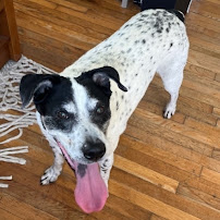 Cozy Kitties and Canines Petsitting - Photo 8 - Car repair in , New Bedford