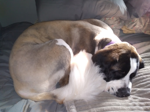 Pet Supply Store «PetSmart», reviews and photos, 4749 Valley View Blvd NW, Roanoke, VA 24012, USA