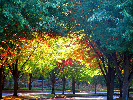 Recreation Center «Murray Hill Recreation Association», reviews and photos, 11010 SW Teal Blvd, Beaverton, OR 97007, USA