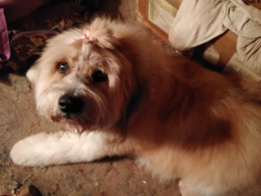 Pet Supply Store «PetSmart», reviews and photos, 6622 Charlotte Pike Suite 108, Nashville, TN 37209, USA