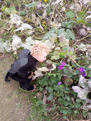 Orchard «Tuttle Orchards», reviews and photos, 5717 N 300 W, Greenfield, IN 46140, USA