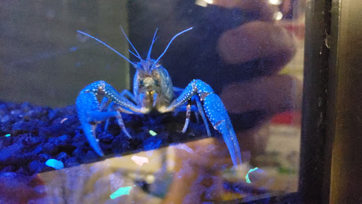 Pet Supply Store «Petco Animal Supplies», reviews and photos, 5975 20th St, Vero Beach, FL 32966, USA