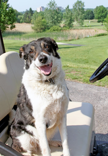 Public Golf Course «River Bend Golf Club», reviews and photos, 5900 IL-53, Lisle, IL 60532, USA