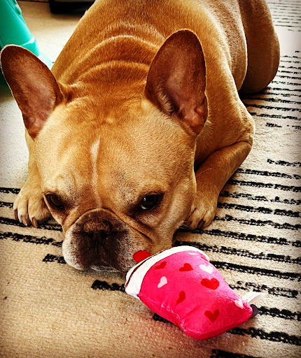 Pet Supply Store «Wag Pet Market LLC», reviews and photos, 2703 N Proctor St, Tacoma, WA 98407, USA