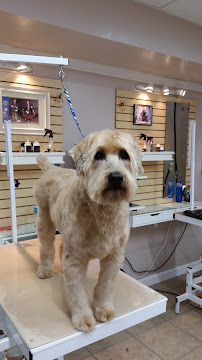 Dandy's Pet Grooming Inc. - Photo 3 - Car repair in St. Petersburg, FL, St. Petersburg