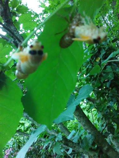 Park «Fairfax Villa Park», reviews and photos, 11399 Park Dr, Fairfax, VA 22030, USA