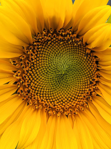 Park «Kirke Park», reviews and photos, 7028 9th Ave NW, Seattle, WA 98117, USA