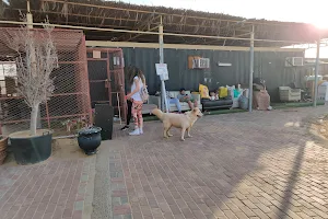 Stray Dogs Center image
